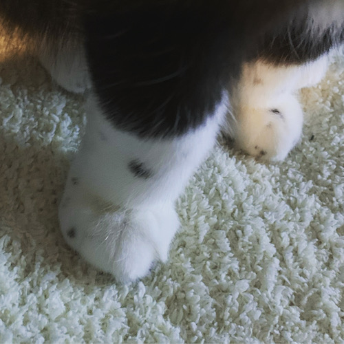 続・猫が私を2:10に起こすんです。