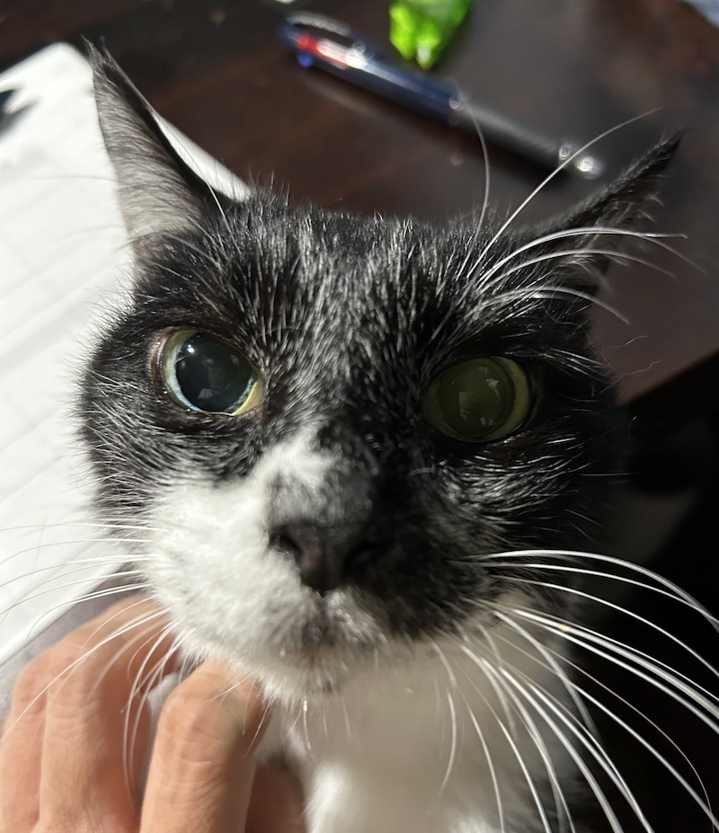 16歳　猫、老いを感じ始めた。