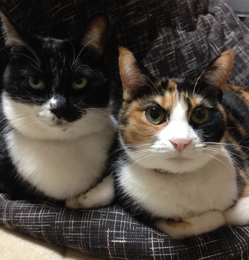 今日は世界猫の日、なんですと。