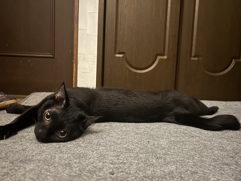 ホットカーペットを出したの。