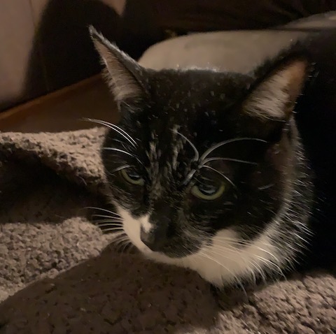 猫が2:10amに私を起こすんです。