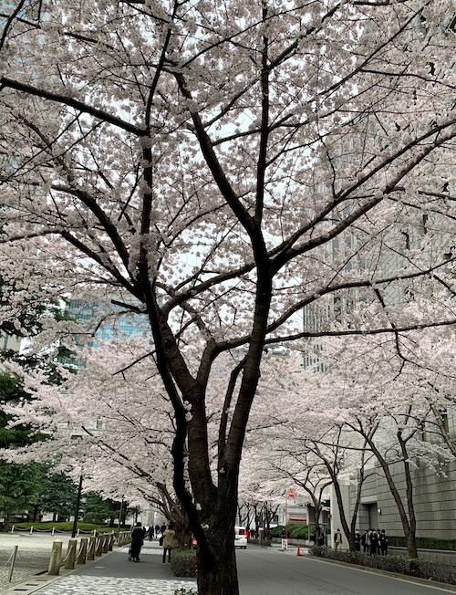 花は桜木。