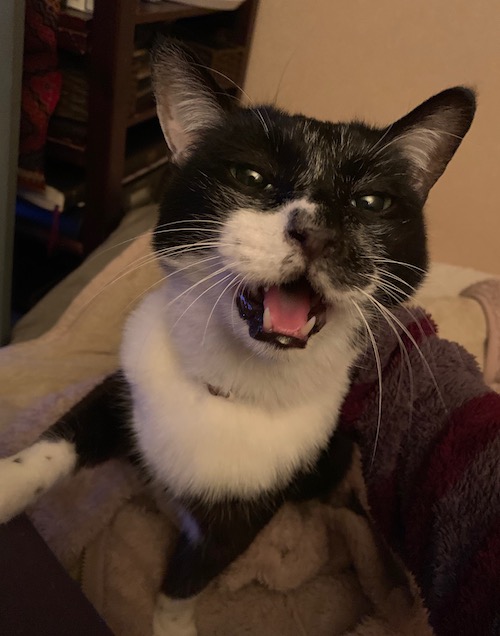 今日も今日とて