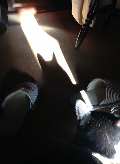 とんがり耳のシルエット。