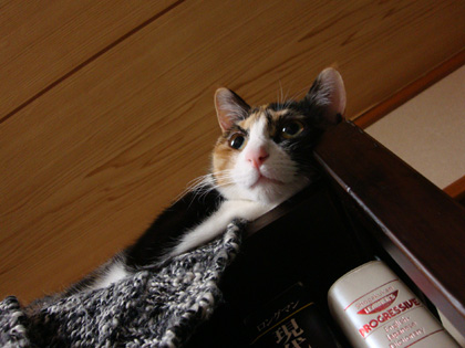 猫の日なので。