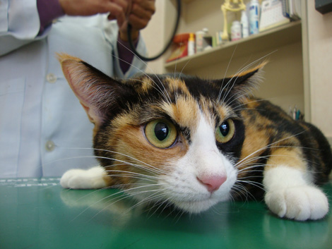 まな板(診察台)の上の猫。