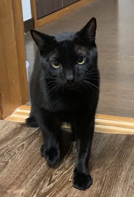 黒猫は夜見えなくて困る。