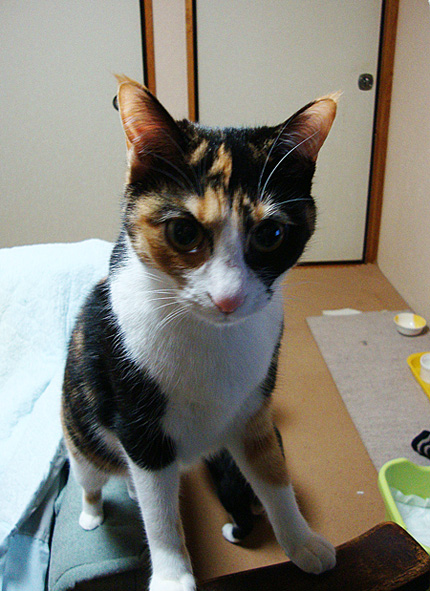 その後の三毛嬢。